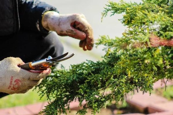 Les bienfaits du jardinage sur la santé